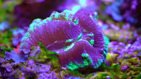 Exotic Marine Coral
