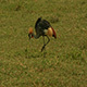African Bird - Grey Crowned Crane - VideoHive Item for Sale