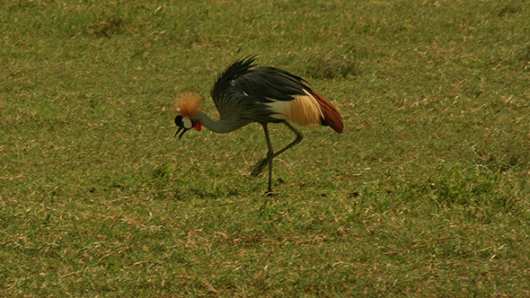 African Bird - Grey Crowned Crane