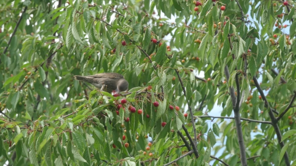 Common Blackbird Eating Cherries