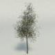 Tree - 3DOcean Item for Sale