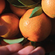 Picking a Tangerine from a Tangerine Tree - VideoHive Item for Sale