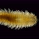 a Worm of the Chrysopetalidae Family Under a Microscope, Class Polychaeta, Possibly the Genus - VideoHive Item for Sale