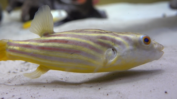 Striped Fish With Yellow Tail Floating Above Sandy Bottom