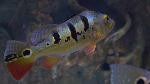 Striped Fish Hovers Under Water   Video