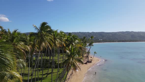 Caribbean Beach With Coconut Trees