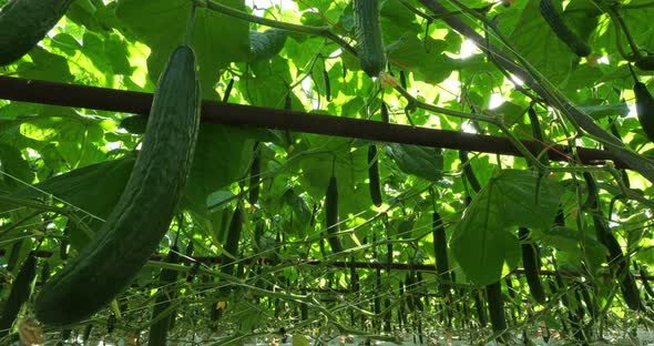 Hydroponics culture. Cucumbers growing under green houses in southern France.