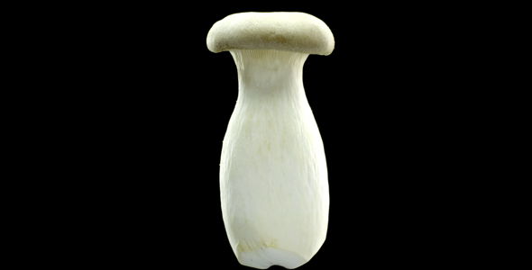 Mushroom