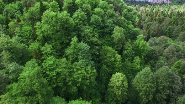 Aerial View Under Green Coniferous Forest In Mountain