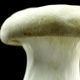 Mushroom - VideoHive Item for Sale