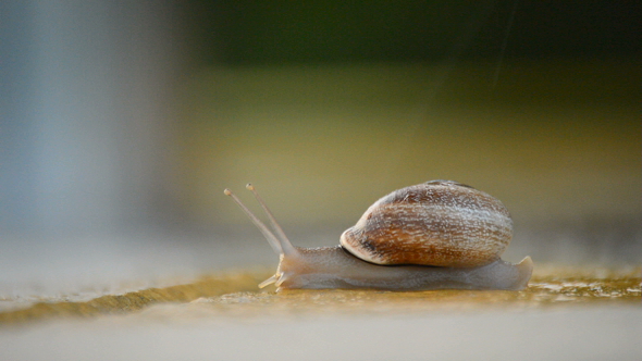 Snail Sliding Slowly at Sunset