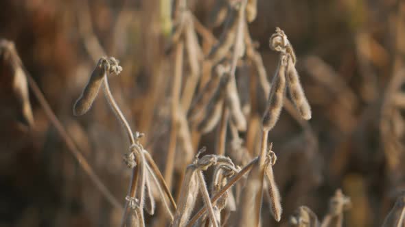 Soybeans in the Field Are Ready for Harvest. Pods of Dry and Ripe Beans on a Hot Summer Day