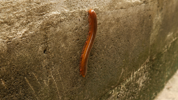 Millipede On Wall