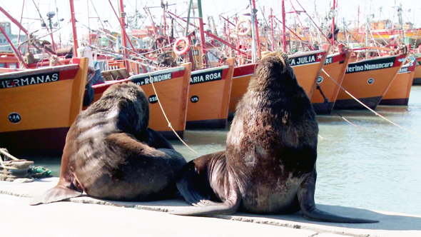 Sea Lions basking in the Fishing Port in Mar del Plata, Argentina. Pack of 2 Clips.
