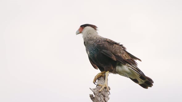 Wildlife profile close up shot of a southern crested caracara, caracara plancus standing on top of t