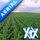 Corn Field - VideoHive Item for Sale