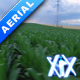 Rows Of Corn - VideoHive Item for Sale