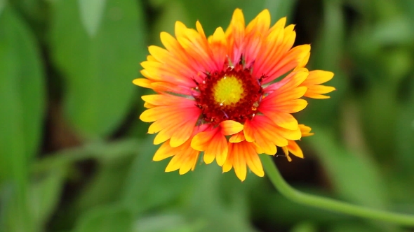 Blooming Orange-yellow Flower Gerberas