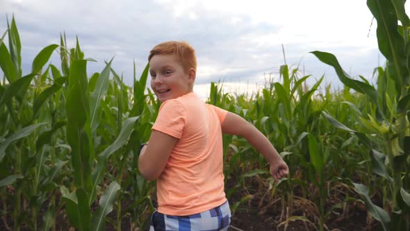 Happy Small Red-haired Boy Running Through Corn Field, Turning To Camera and Smiling. Cute Little