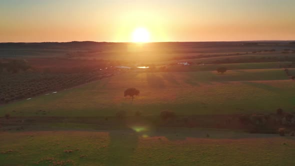 Aerial Footage of Huge Territory of Vineyards Under the Summer Sun