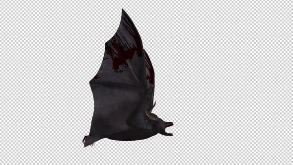 Bloody Bat - Close Flying - Fast Transition - Alpha Channel