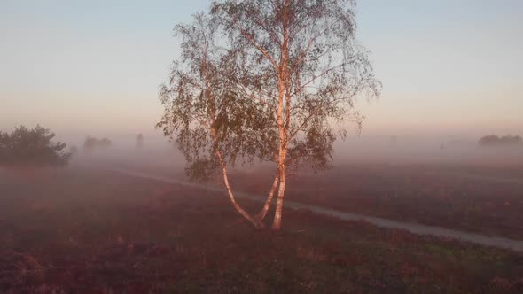 Panning up from ground level an aerial view of a birch tree revealing the wider early morning misty