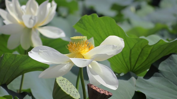 Lotus Flower