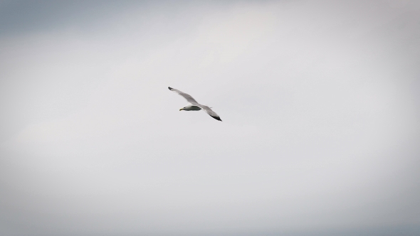 Seagull Flying In The Sky