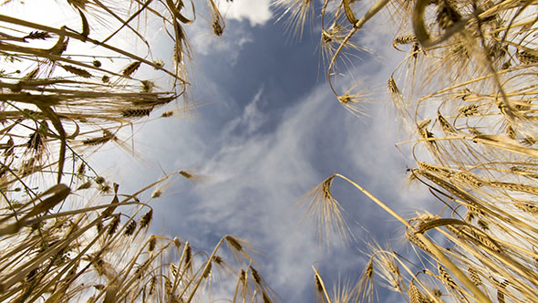 Sky Through A Field Of Wheat