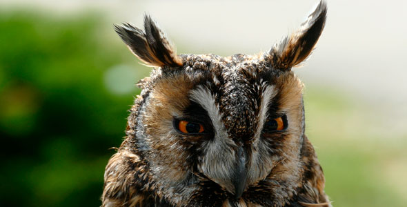 Bird Little Owl