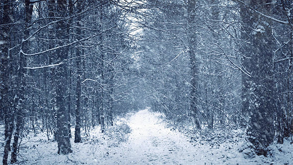 Heavy Snowfall on Path Through Woods alt