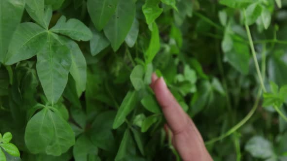 Woman's hand touching green leaves.