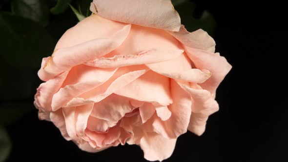 Tender Cream Rose Blooming and Wilting in Time Lapse