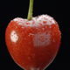 Cherry on a Peduncle - VideoHive Item for Sale