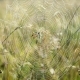 Spider Web With Dew - VideoHive Item for Sale