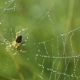 Spider In The Web - VideoHive Item for Sale