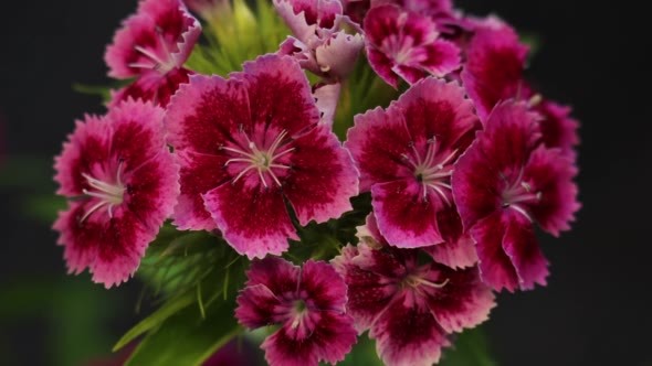 Blooming Carnation Flower Opening Blossom