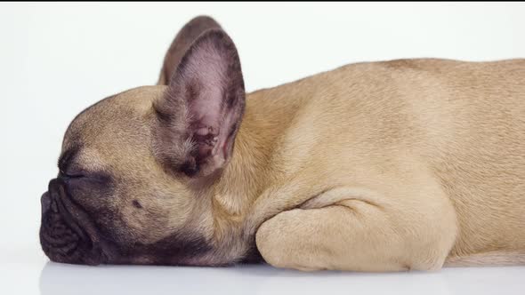 A Cute French Bulldog Puppy