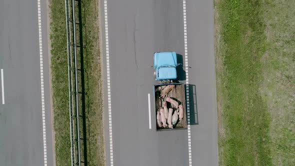 A Lorry Carrying Pigs Along the Road