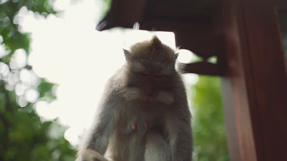 Macaque Sitting And Looking Around In Ubud