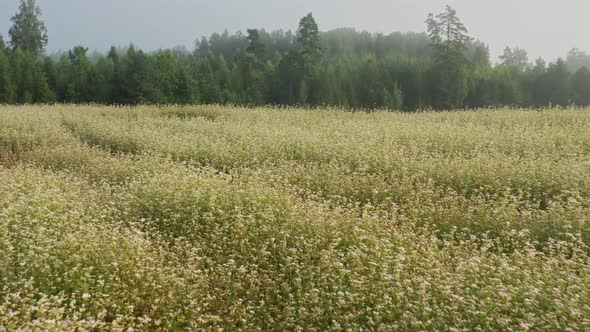 Flight Above Buckwheat Field