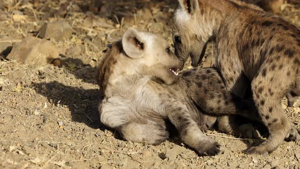 Playful Young Spotted Hyenas - Kruger National Park