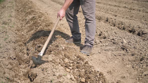 Farmer Manual Work with Hoe, Plant Potatoes in Spring Organic Farm