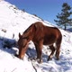 Wild horse eating in the mountains on a winter sunny day - VideoHive Item for Sale