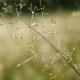 Silver Morning Meadow - VideoHive Item for Sale