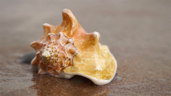 Seashell On The Sand Beach And Waves In Sunrise