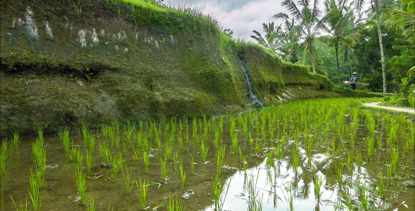 Rice Fileds On Hills