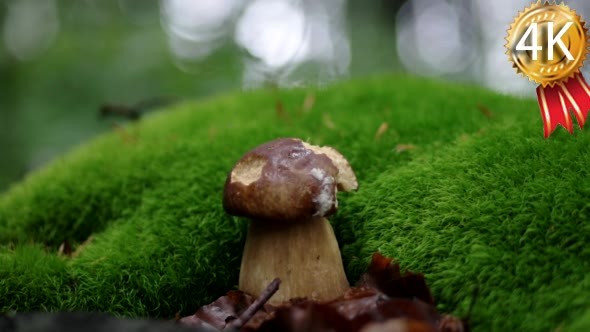 Cutting Mushroom With a Knife in the Forest