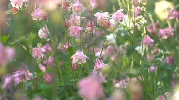 Flowers Aquilegia White and Rose in a Garden