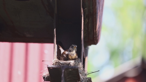 Female Fieldfare On The Nest